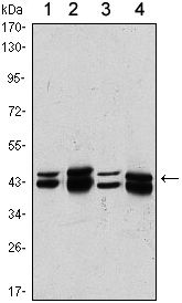 PRMT6 antibody [4G2]