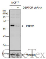 Deptor antibody [N1C3]