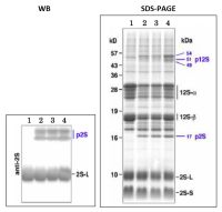 2S3 albumin antibody