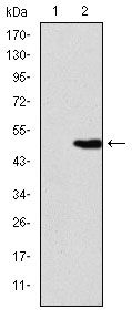 KIF22 antibody [1E3]
