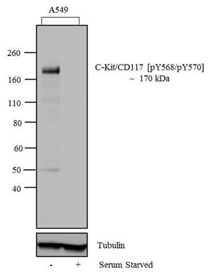 c-Kit (phospho Tyr568/Tyr570) antibody