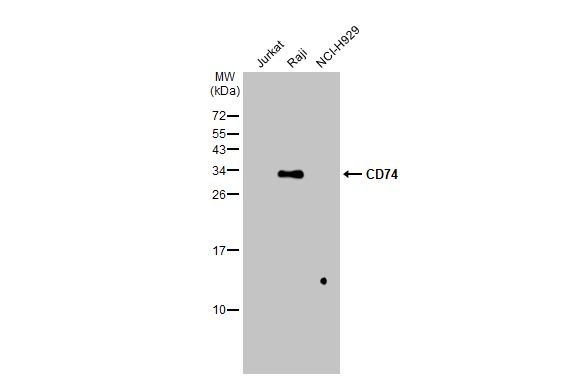 CD74 antibody [N1N2], N-term