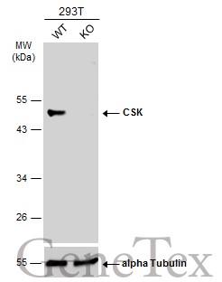CSK antibody