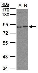 ZER1 antibody [C2C3], C-term