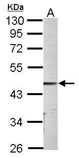 Parvin alpha antibody