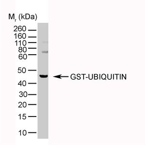 Ubiquitin antibody [1B4-UB]