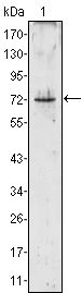 PR3 antibody [3B4]