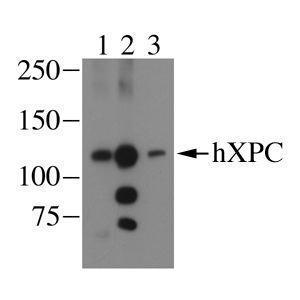 XPC antibody