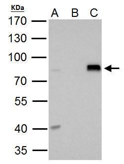 DRIL1 antibody