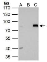 DRIL1 antibody