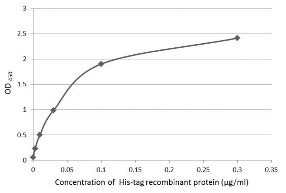 Rabbit Anti-Mouse IgG antibody (HRP)