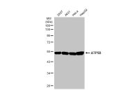 ATP5B antibody