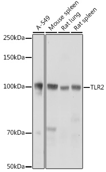 TLR2 antibody