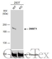 DNMT1 antibody [N1], N-term