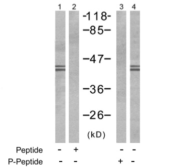 ERK1 (phospho Tyr204) + ERK2 (phospho Tyr187) antibody