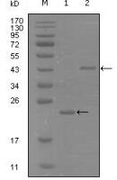 EphA8 antibody [9A12D8]