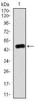 RAB4A antibody [4E11]