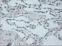 Oncostatin M antibody [2B6]