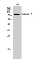 Calpain 12 antibody