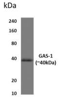 GAS1 antibody [11C47]