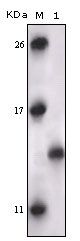PRAK antibody [7H10B4]