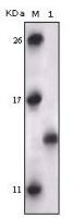 PRAK antibody [7H10B4]