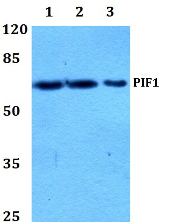 PIF1 antibody