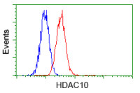 HDAC10 antibody [3C2]
