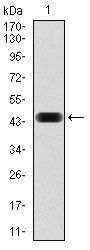 NCK1 antibody [5B7]
