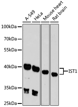 IST1 antibody