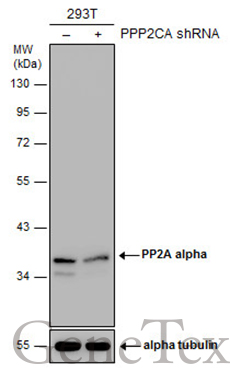 PP2A alpha antibody