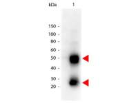 Goat Anti-Mouse IgG antibody (HRP)