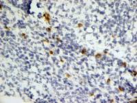 Dectin-1 antibody [2A11]