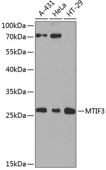 MTIF3 antibody