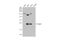Rac1 antibody