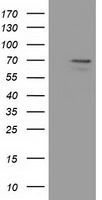 MPP3 antibody [8F1]
