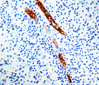 VWF antibody [F8/86] (ready-to-use)