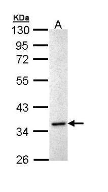 Inhibin alpha antibody [N2C3]