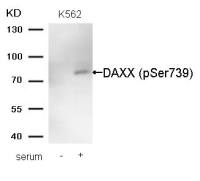 Daxx (phospho Ser739) antibody