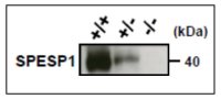 SPESP1 antibody