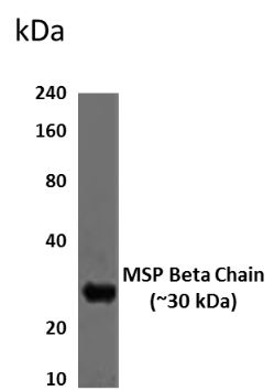 HGFL beta antibody [9D24]