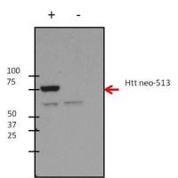 Huntingtin (neoepitope 513) antibody [3-19]