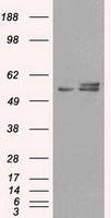 ATP5B antibody [4E5]