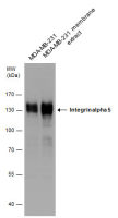 Integrin alpha 5 antibody