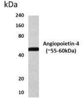 Angiopoietin 4 antibody [11M11]