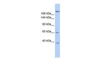 KIF13B antibody, N-term
