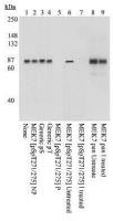 MEK7 (phospho Ser271/Thr275) antibody