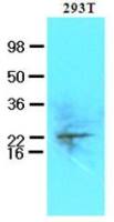 UBE2S antibody [AT2C12]