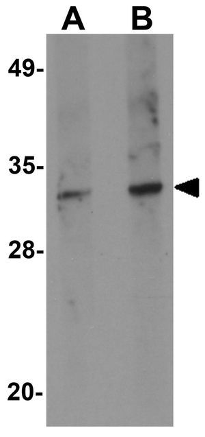 SKA1 antibody