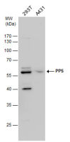 PPP5C antibody